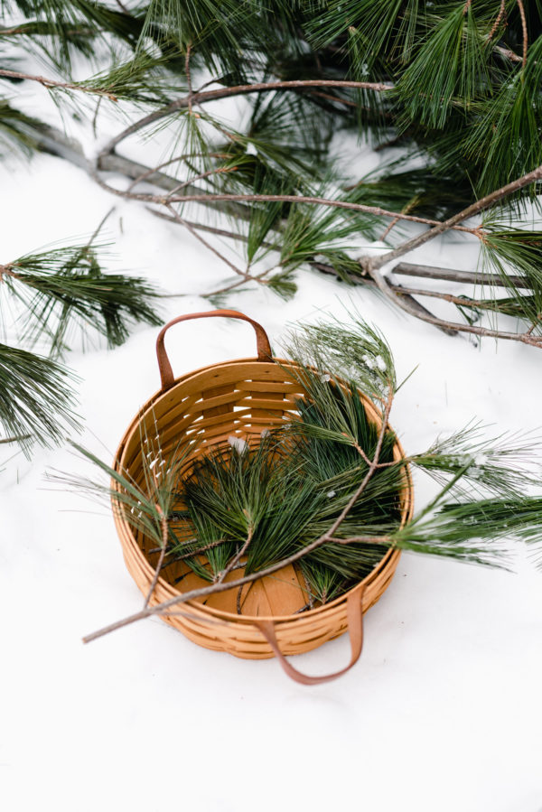 White Pine Sauna Tea GROWING WITH GERTIE