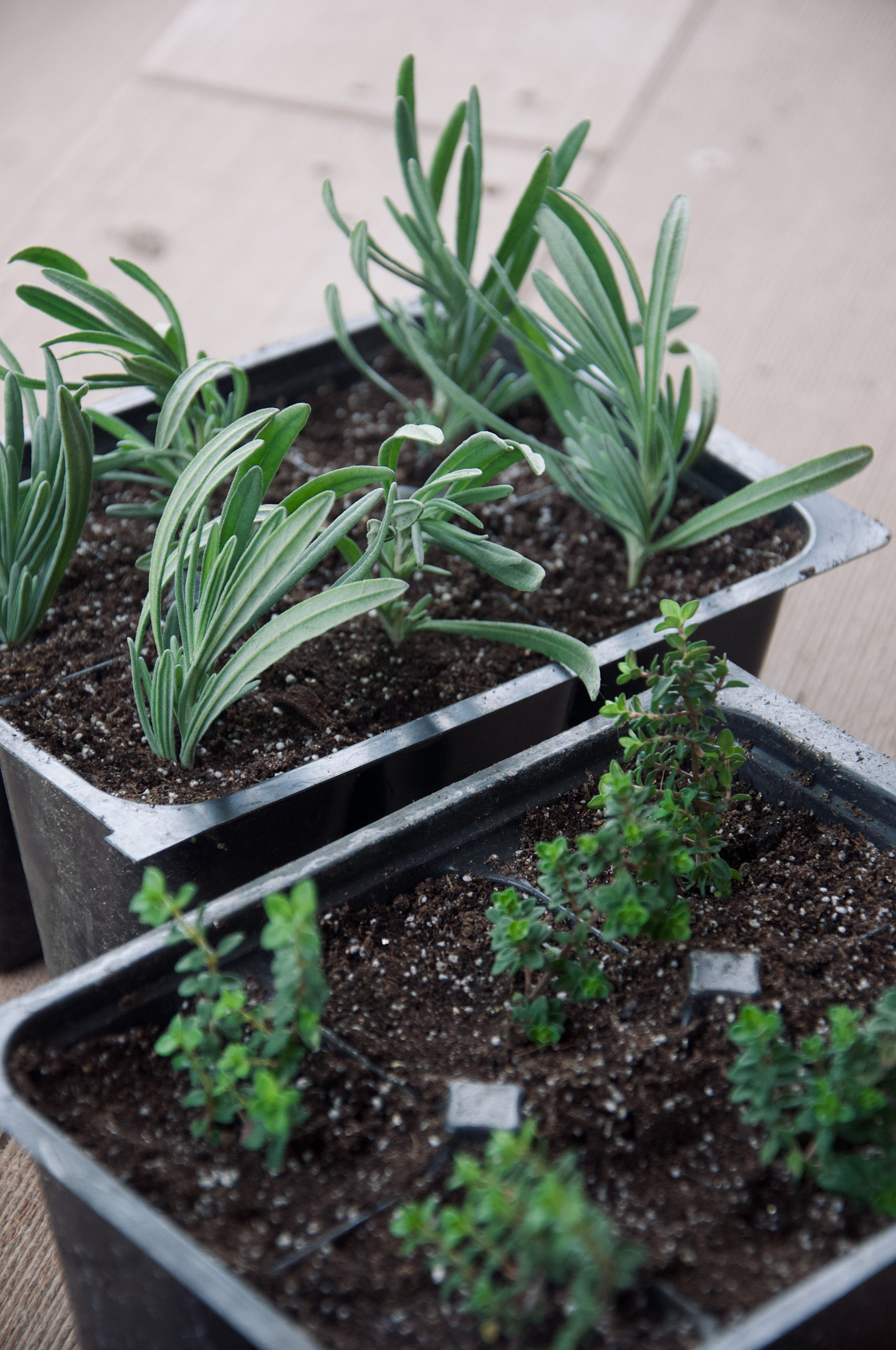 How To Grow Lavender From Cuttings GROWING WITH GERTIE