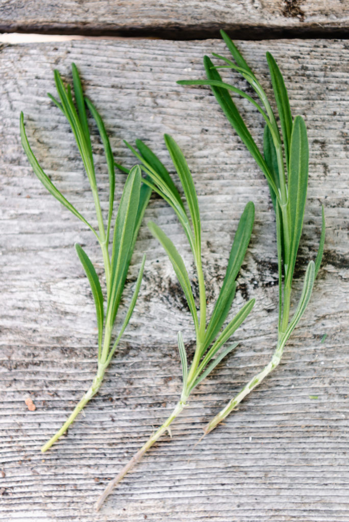 How To Grow Lavender From Cuttings - GROWING WITH GERTIE