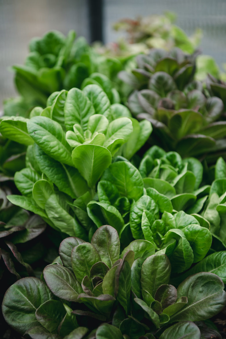 Grilled Lettuce With Parmesan GROWING WITH GERTIE