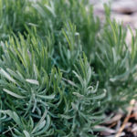 lavender plant from cuttings
