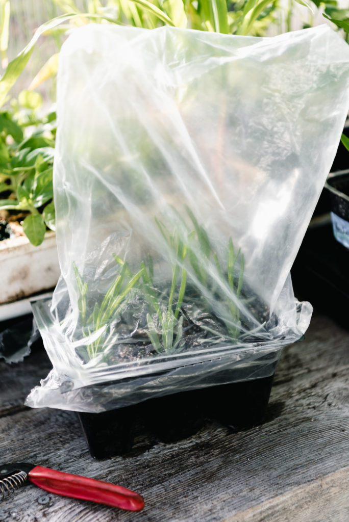 lavender cuttings growing with plastic bag on top