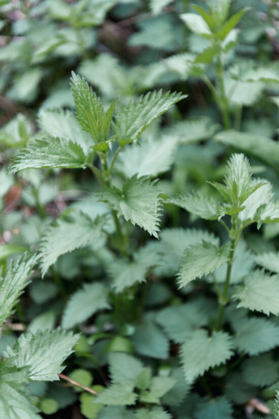 7 Delicious Ways To Use Stinging Nettles - GROWING WITH GERTIE