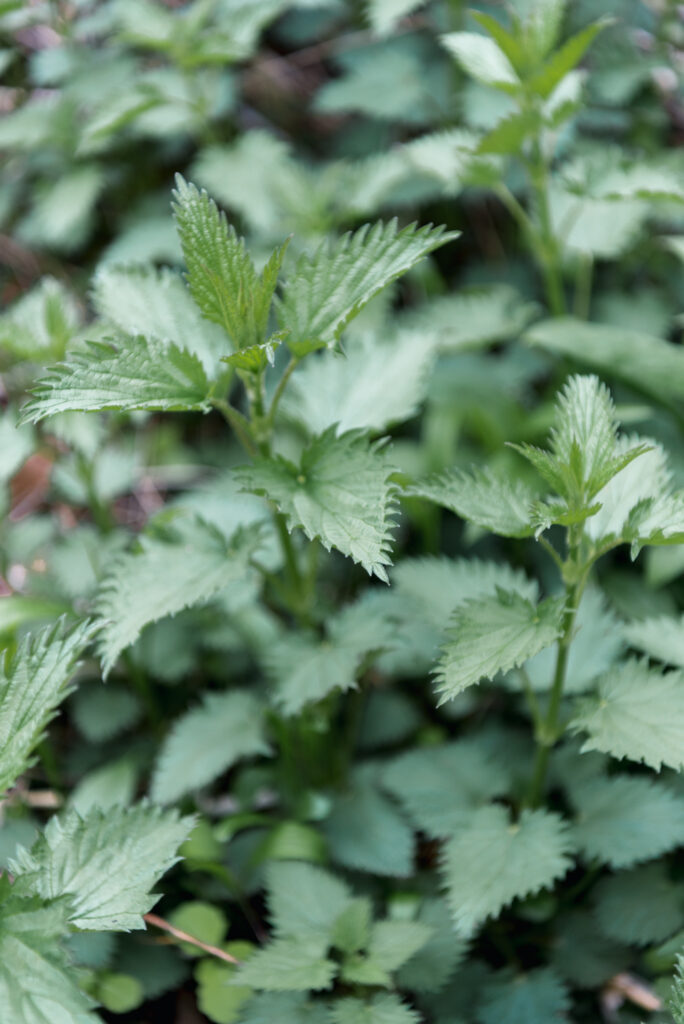 a patch of wild stinging nettles