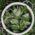 stinging nettles cut in collander
