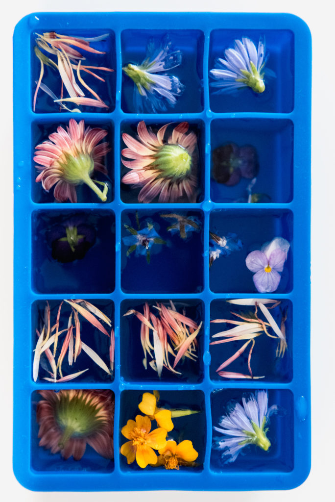 edible flowers in blue silicone ice cube tray