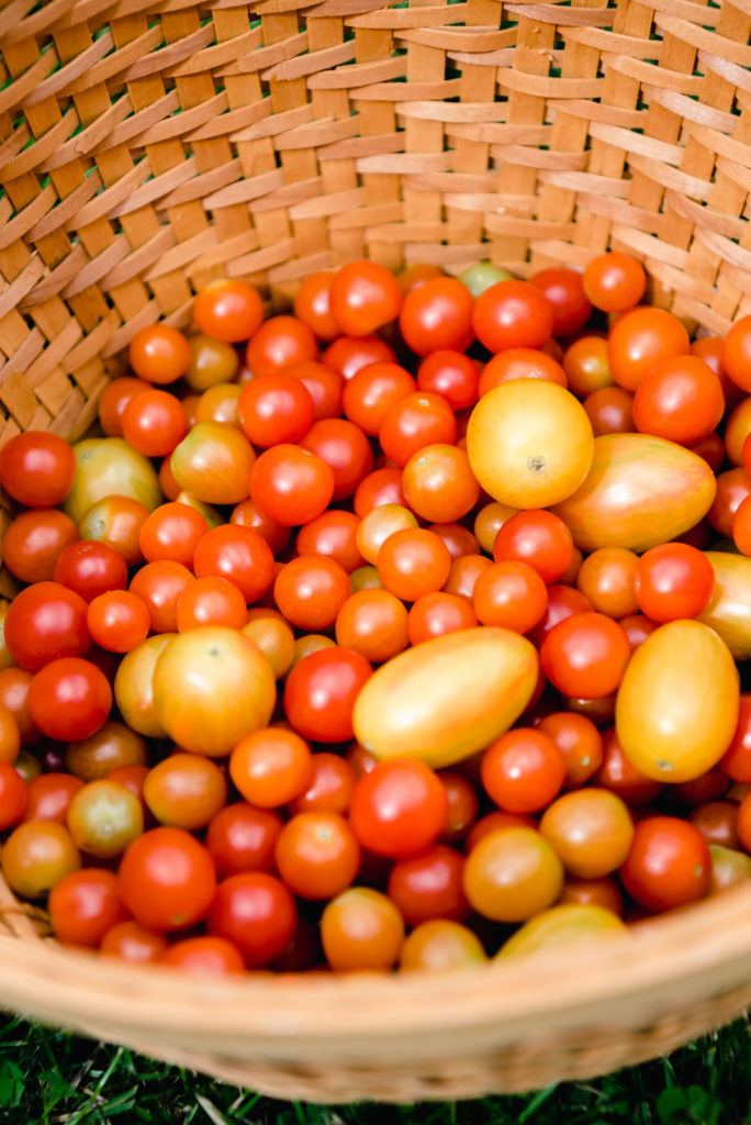 basket filled with cherry and blush tomatoes