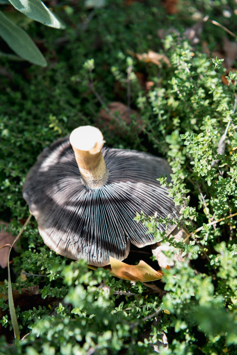 Growing Wine Cap Mushrooms (& How To Use Them) GROWING WITH GERTIE