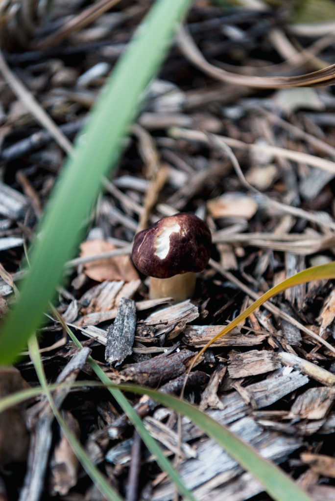 small wine cap mushroom growing in woodchips