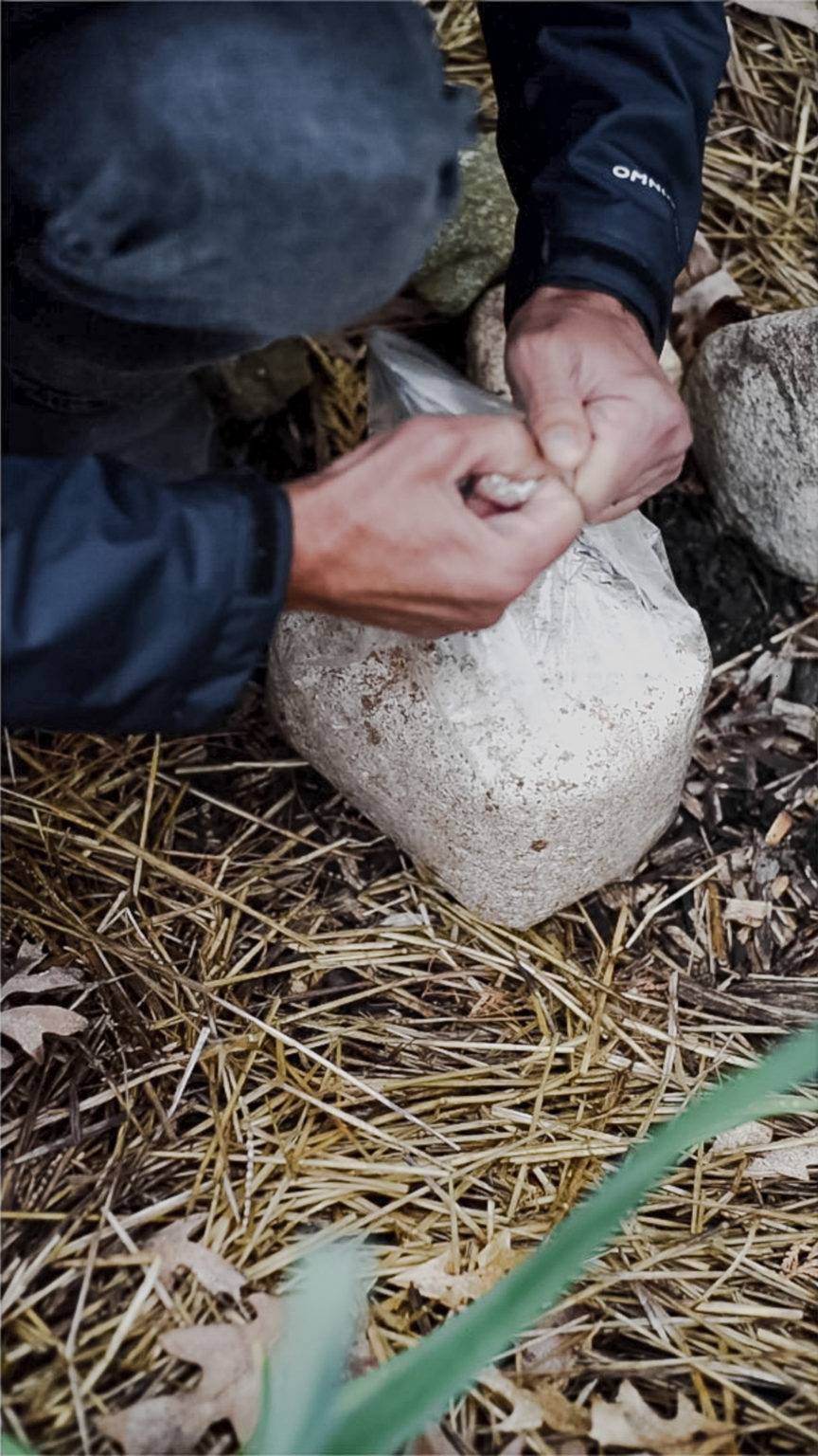 Growing Wine Cap Mushrooms (& How To Use Them) GROWING WITH GERTIE