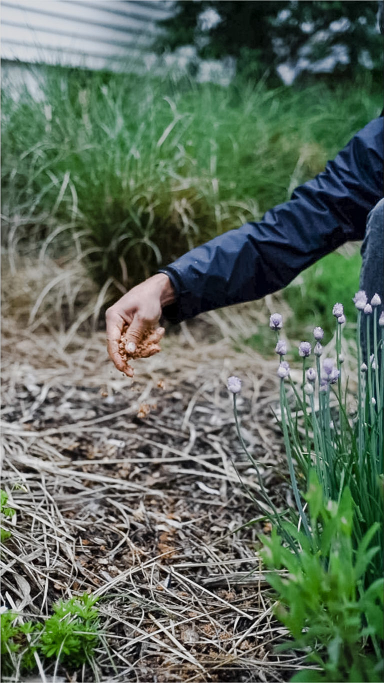 Growing Wine Cap Mushrooms (& How To Use Them) GROWING WITH GERTIE
