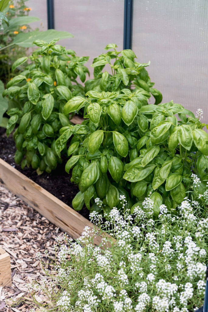 basil and sweet alyssum growing in a greenhouse