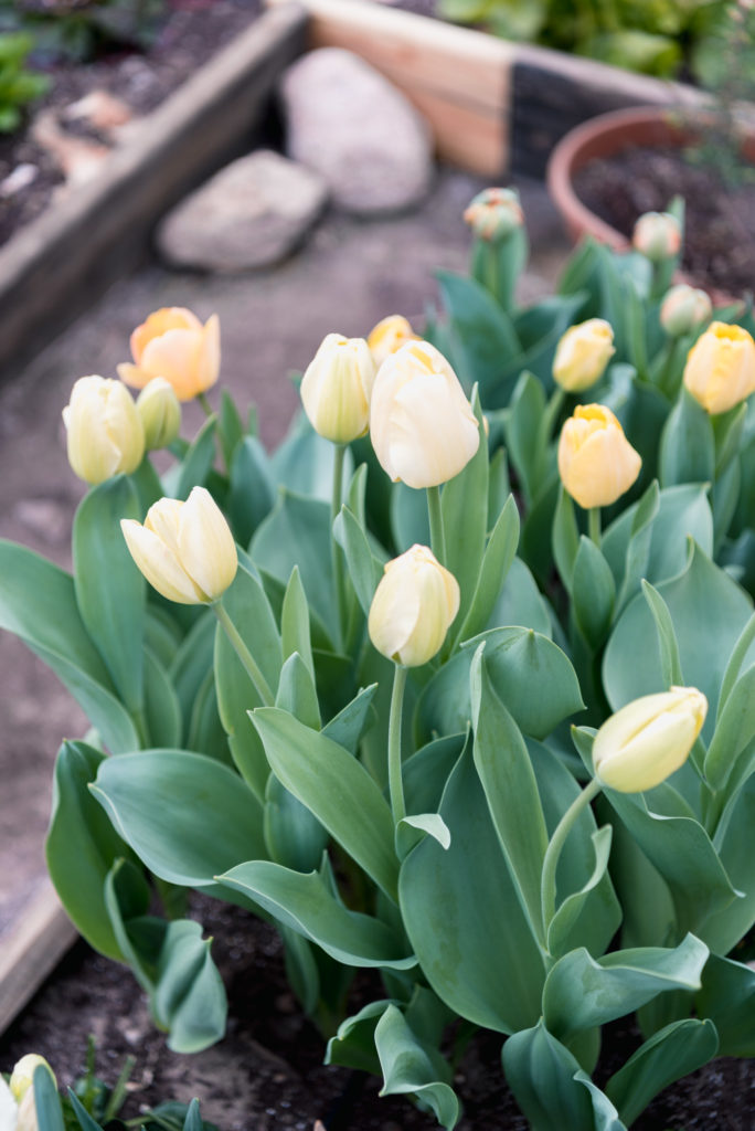 pastel colored tulips growing in a greenhouse in spring