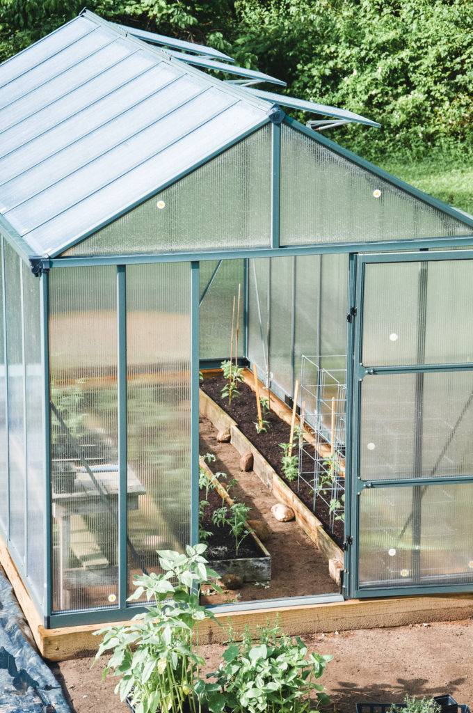 a peek inside a greenhouse where tomatoes are planted