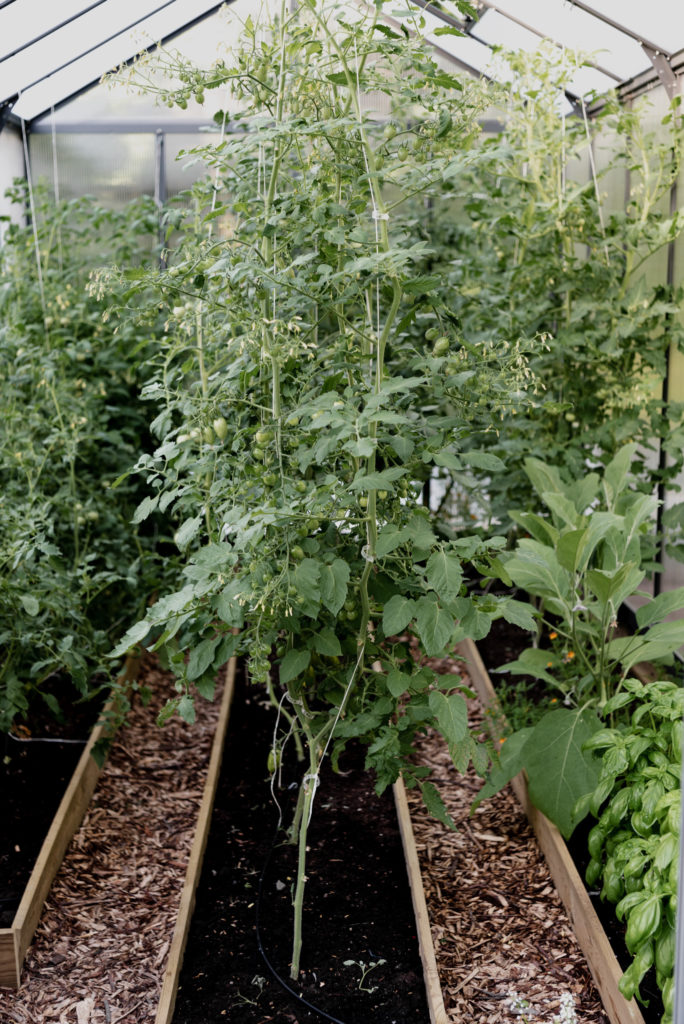 tomatoes growing vertically in a greenhouse