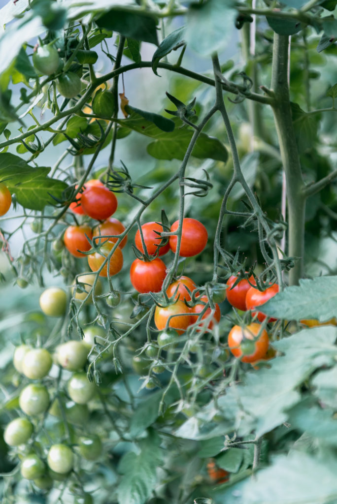 red cherry tomatoes on the vine growing in a greenhouse
