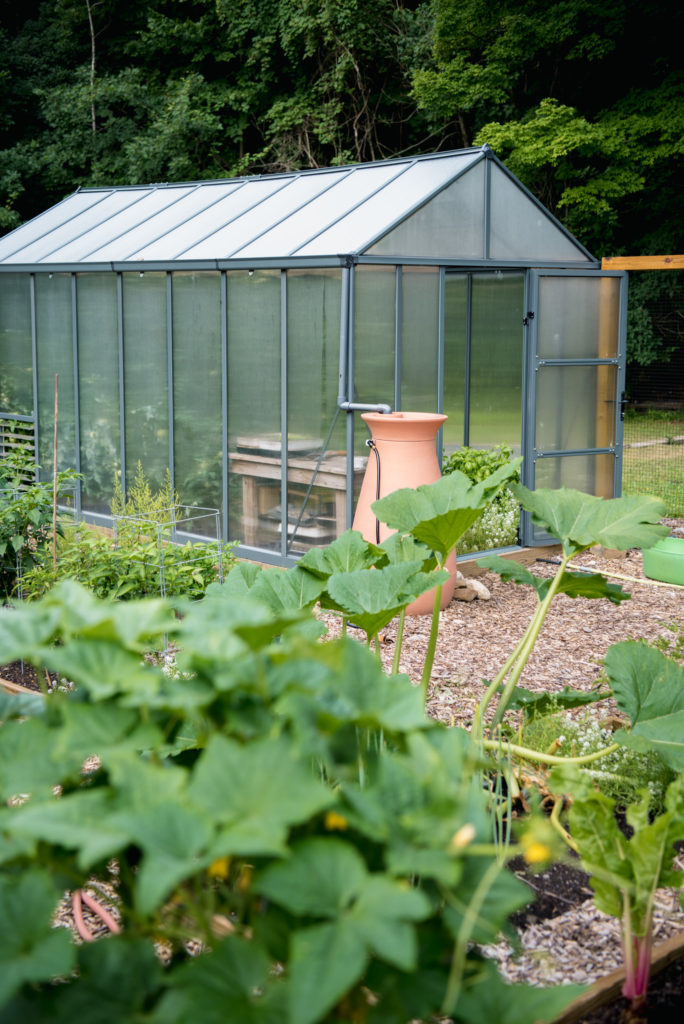 greenhouse in a garden with cucumber plant in foreground