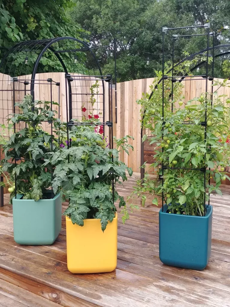 Three tomato plants growing in colorful pots on a patio