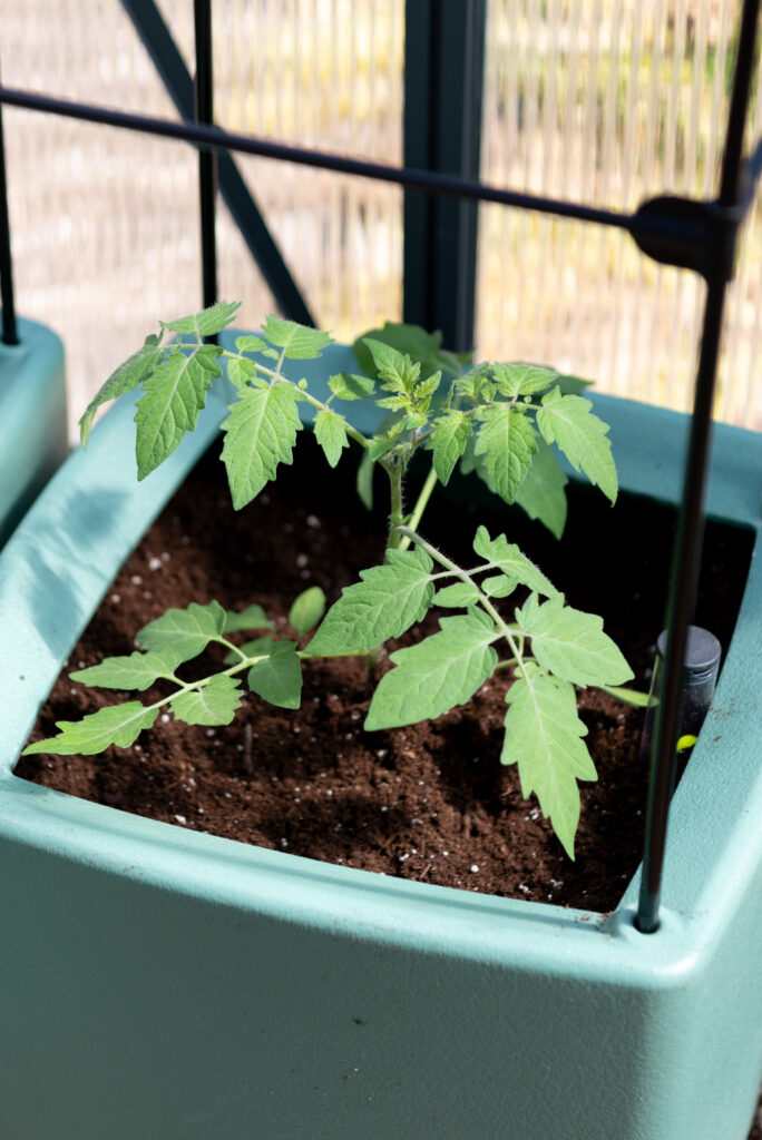 tomato plant in green self-watering container